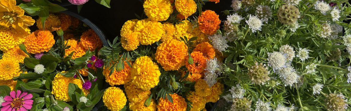Summer Blooms Floral Arranging Class