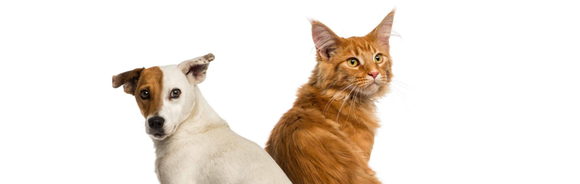 cat and dog