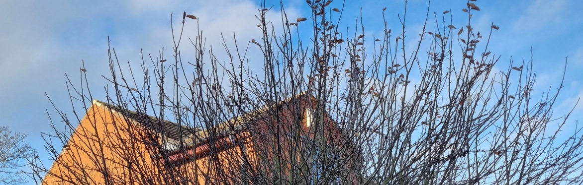 Pruning workshop at Bramley Baths