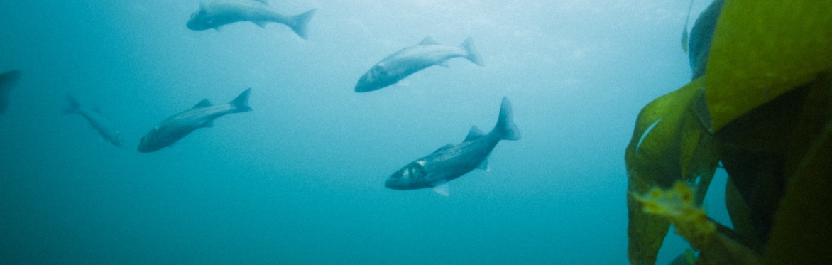Ocean Peek Ramsey (Wildlife Watch)