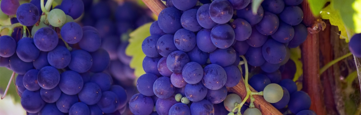 Paso Robles Zinfandel Celebration