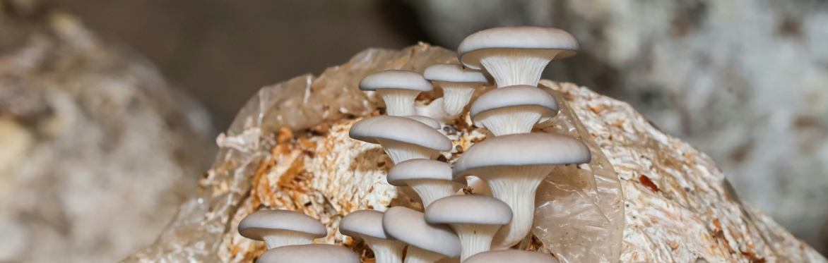 Learn to Grow Your Own Mushrooms