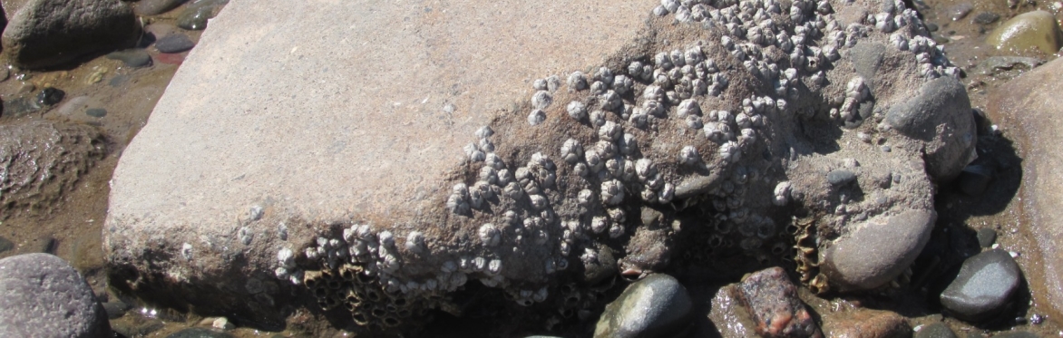 The Geology and identification of the pebbles on Rossall Point Beach
