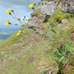 Botanical Skills NI: Key to Irish hawkweeds (Hieracium)