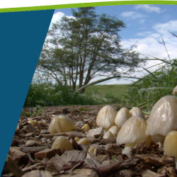 Landschaplezing: Paddenstoelen: Het 5e Koninkrijk