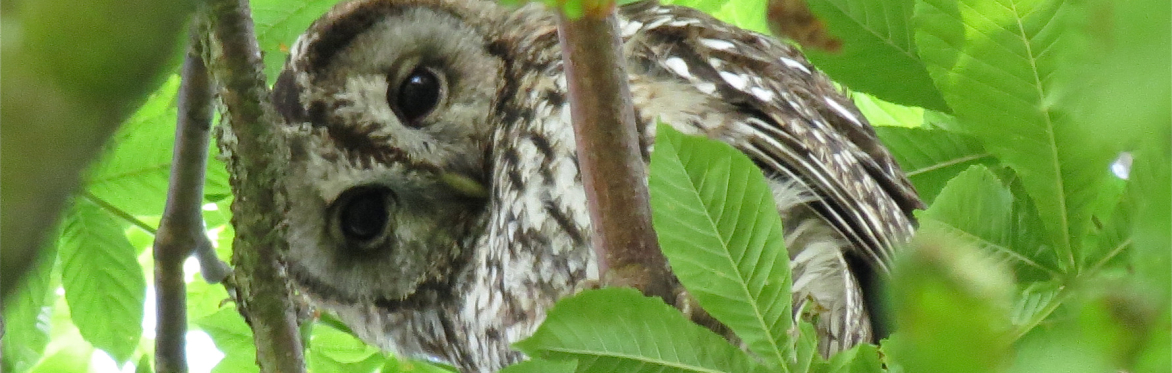 Bird Language and Nature Awareness