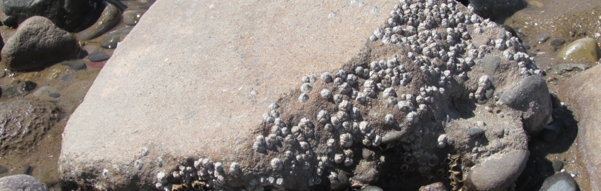 The Geology of the rocks on Rossall Point Beach