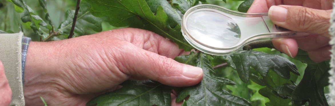 Wyre Estuary Winter Bioblitz