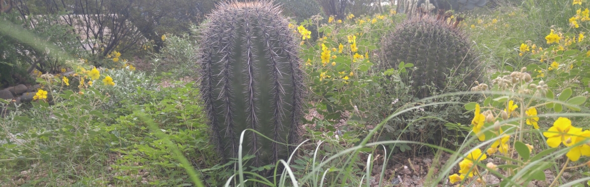 Monsoon Gardening Series Part Two: Native Plants for Pollinators