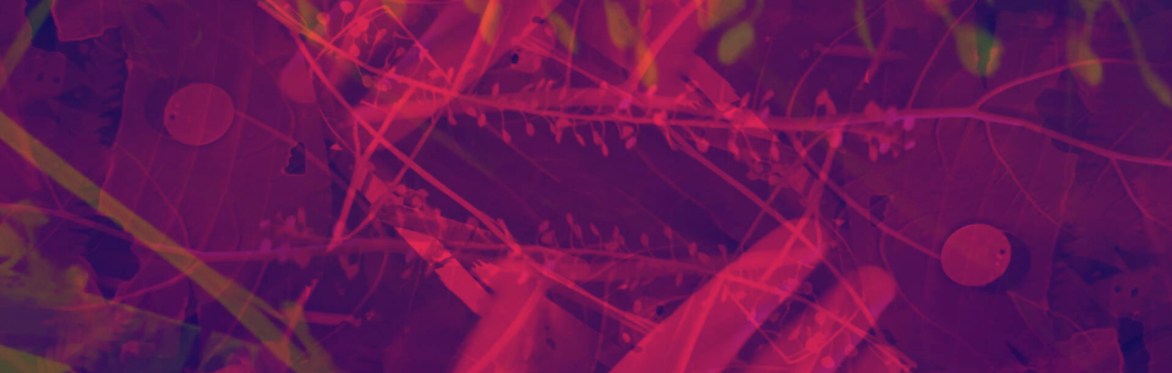 overlaid image of hands, leaves and other ephemera with a pink filter