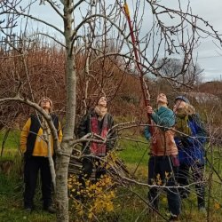 A group of people pruning an apple tree on an autumn day. They are happy and focused on the task