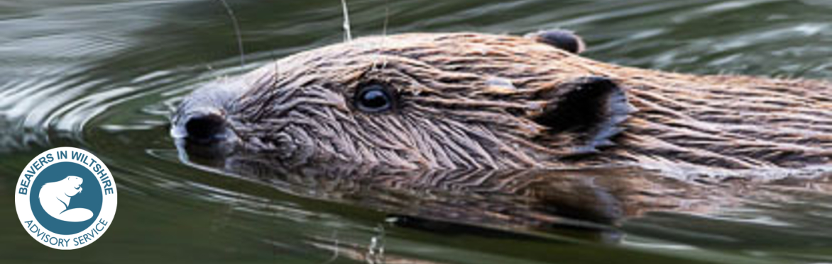 Beavers and the Bybrook