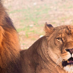 Visit to Zoo near Huntingdon, Cambridgeshire