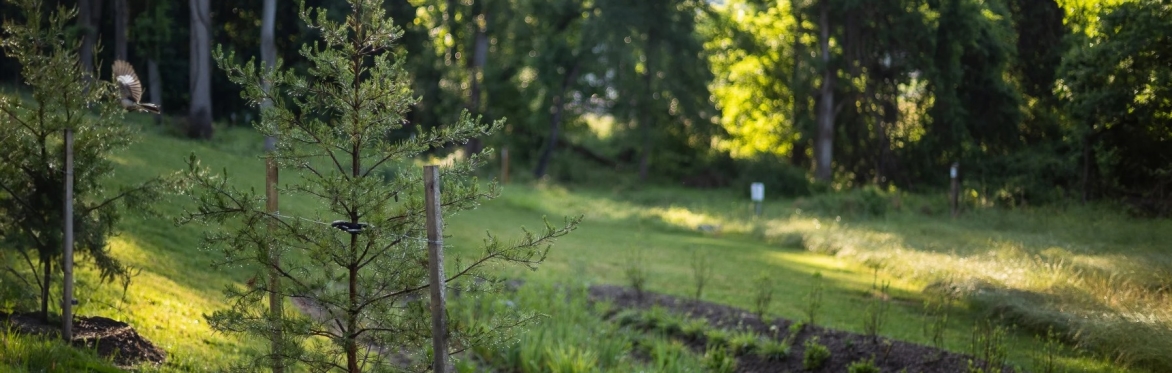 Common Ground Series: Planting New Trees