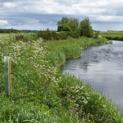 Riparian Planting: Why and How?