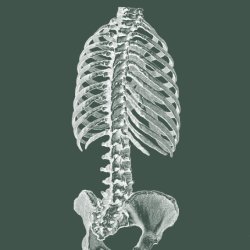 Anatomy Course - Torso (Back)