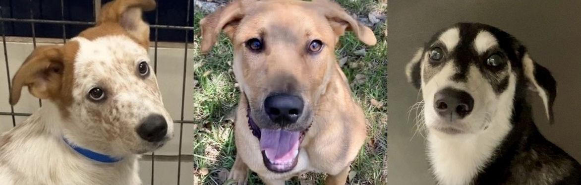 Dog Yoga at the CAP Shelter: Saturday, November 28