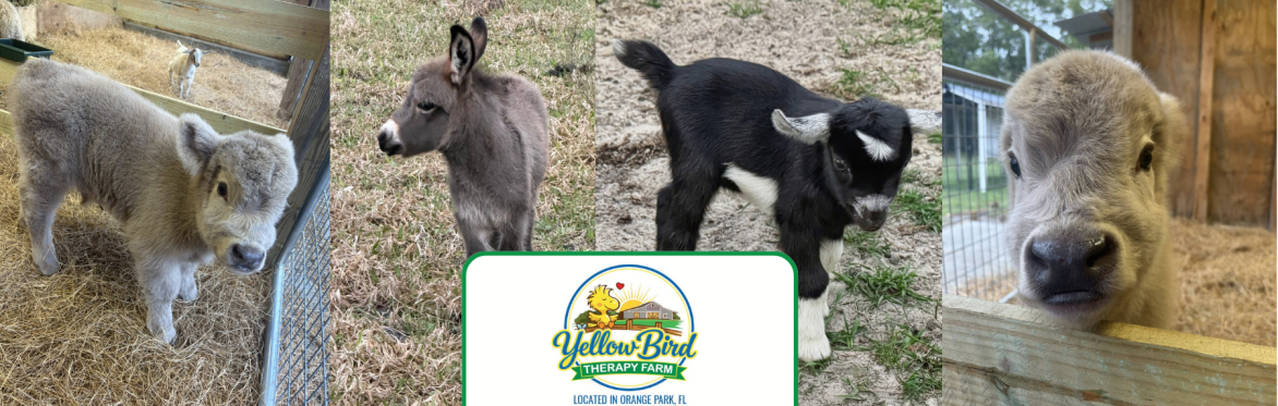 Yellow Bird Therapy Farm offers life coaching that brings help, hope, and healing to children.