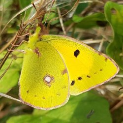Spring & Summer Butterfly Walks