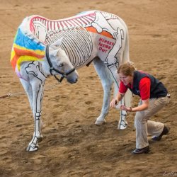 Horses Inside Out- Biomechanics in Action for RDA
