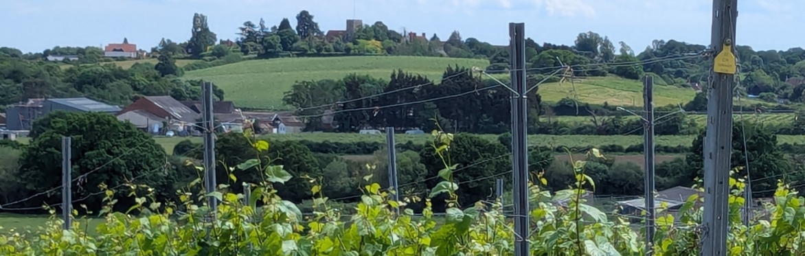 Purleigh Vineyard - credit @Chris Harvey