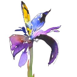 sketch of wild iris