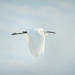 Coastal Bird Walk with Keith Hansen
