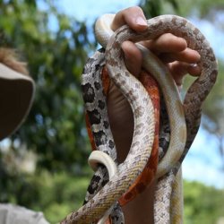 Exotic Reptile Experience