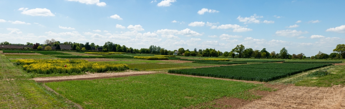 Research Insight Networking Tour: Regenerative arable farming – how effective are different practices and combinations?