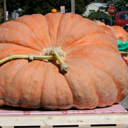 Most Impressive Vegetable Competition (Harvest Festival)