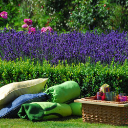 Picnics & Pinks 25 - 27 June 2026