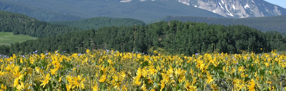 Picture of wildflowers