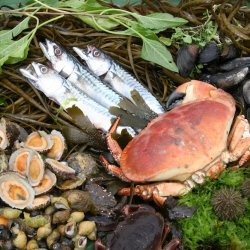 Seashore Edibles 2026