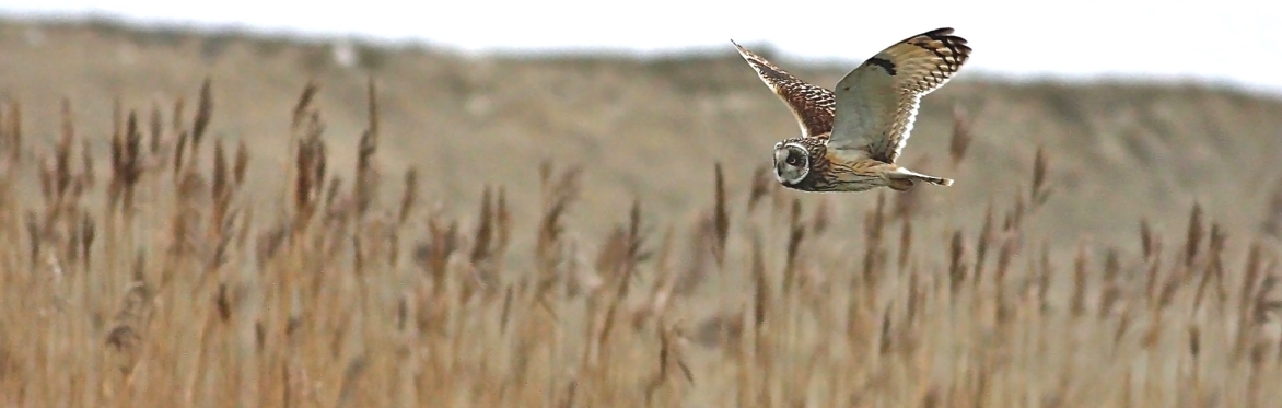 Simon's Online Bird Classes, November 2024 - March 2025