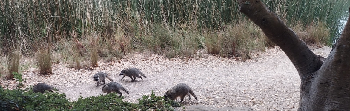 Nature Walk and Bird Count -- March