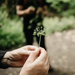 Weekend Woodland Foraging Walk