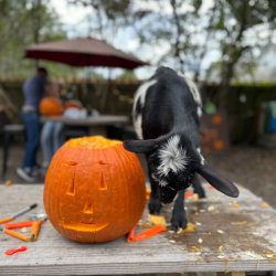 GOATS and GOURDS