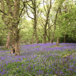 an ancient woodland with mature trees, and the woodland floor carpeted with bluebells