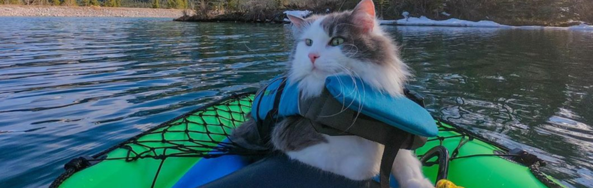 Virtual Meet & Greet ("Photo Op") with Great Grams of Gary at Edmonton Cat Festival: Online Edition
