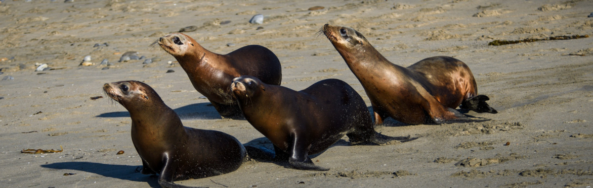 Sea Lion Release Livestream
