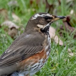 New Year Birdsong Academy Walkshop - Stanmer Park, Brighton