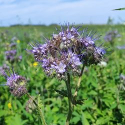 Prairie Precision Sustainability Network Field Day