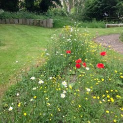 Volunteer Work Morning: Wildlife Gardening at Victoria Hall