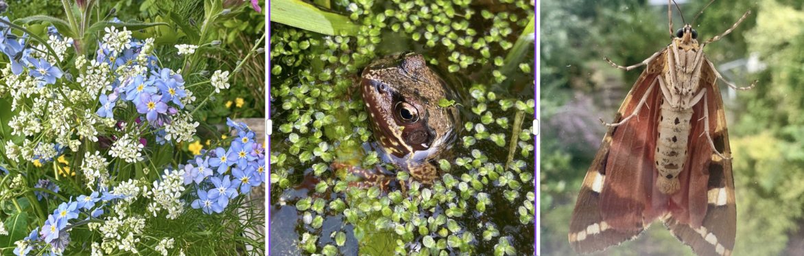 Welcoming Nature into your Garden