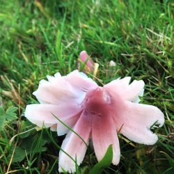Rose Waxcap - Credit Michael Senkans