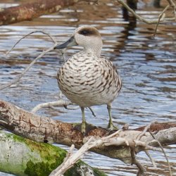 Marbled Teal