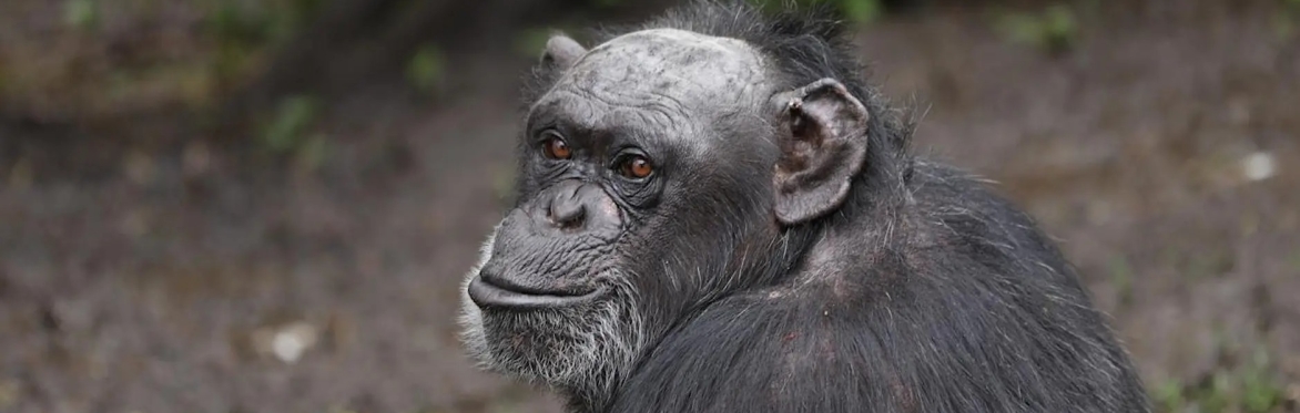 Animal Happy Hours: Apéritifs and Apes