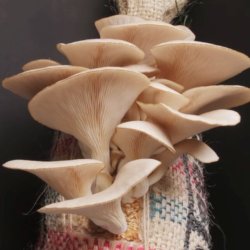 Grow Your Own Mushrooms with Darryn de la Soul & Margate Mushrooms