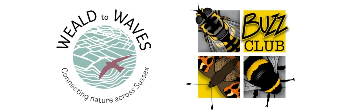 Introducing: The Buzz Club and Weald to Waves!