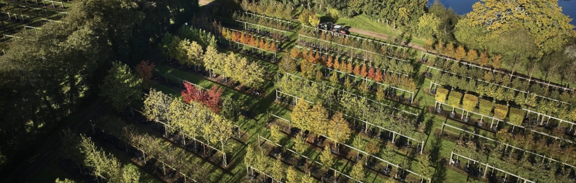 Urban Tree Festival header graphic